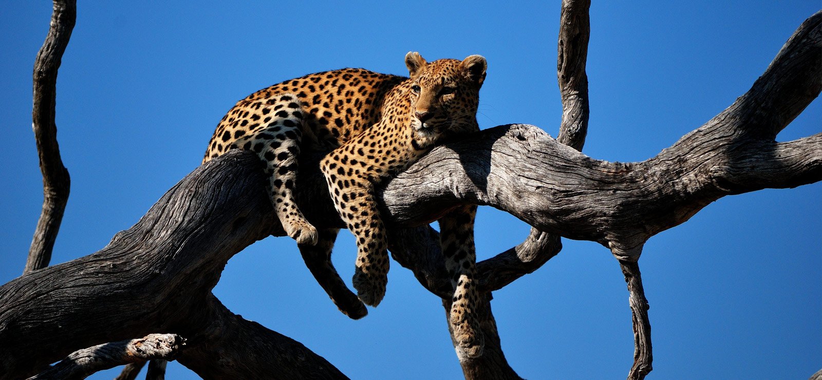 Missguided-Safaris-Safari-Tour-Leopard Missguided-Safaris-Safari-Tour-Leopard