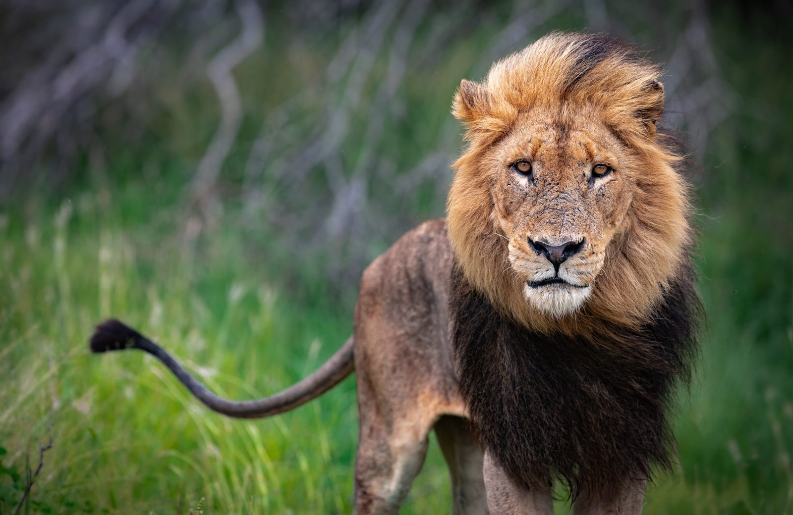 Dark-maned Lion staring directly at the camera in a lush green Kruger National Park