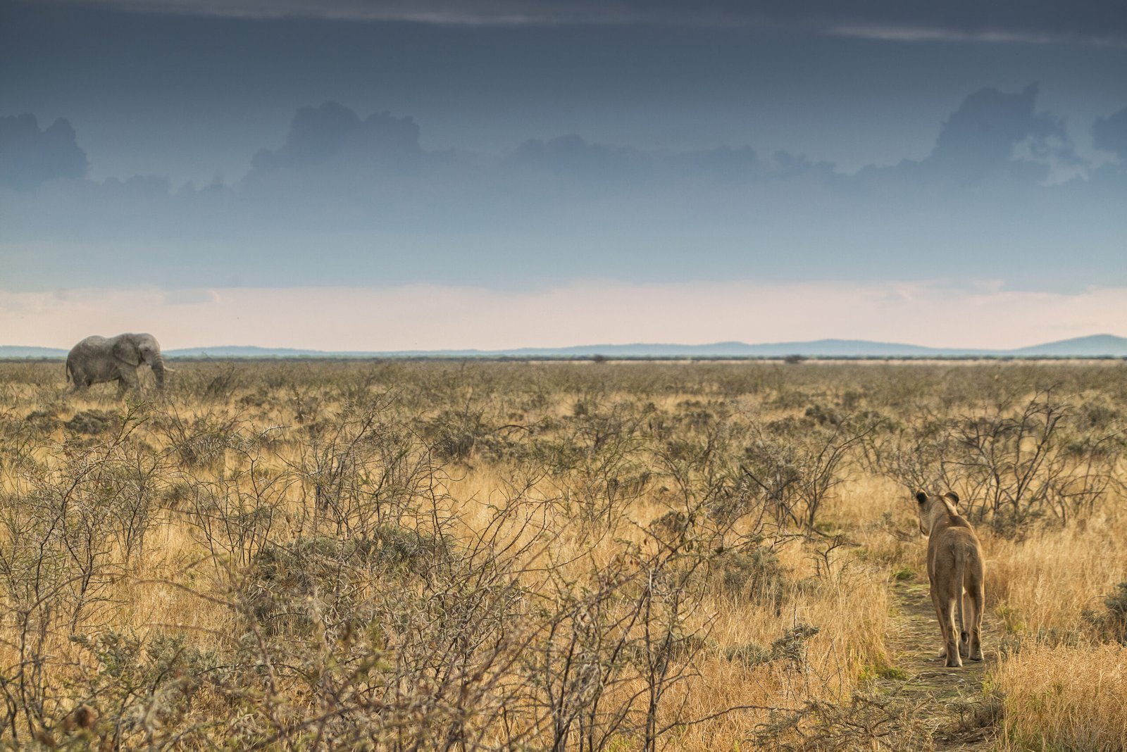 Lioness to walk towards an elephants. paths that intersect in the wild. Animal interaction.