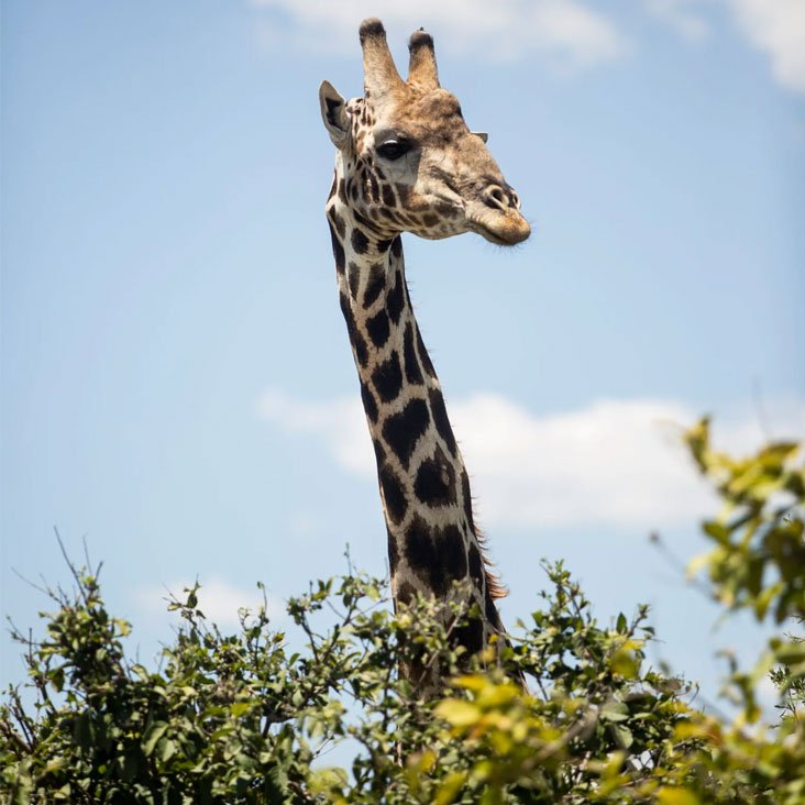 Bush-Bandit-Safari-Tour-Missguided-Safaris Bush-Bandit-Safari-Tour-Missguided-Safaris